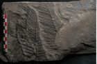 Foto (Detailansicht) von Cyatheites schlotheimii St. (NHMW-GEO-2024-0188-10955)